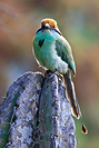 Russet-crowned Motmot