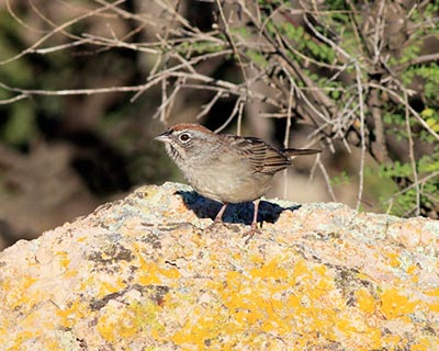 Rufous-crowned Sparrow