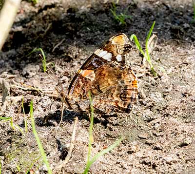 Red Admiral