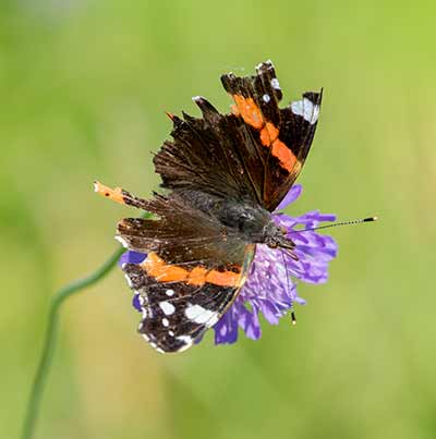 Red Admiral