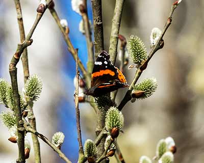 Red Admiral