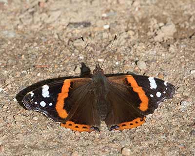 Red Admiral