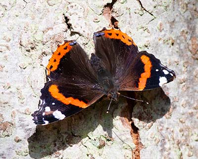 Red Admiral