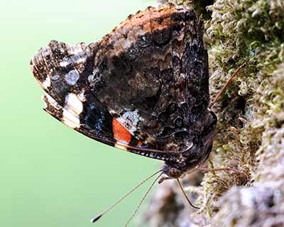 Red Admiral