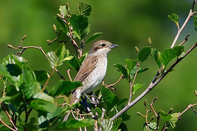 Red-backed Shrike