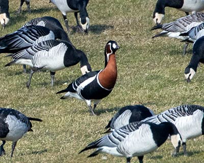 Red-breasted Goose (Branta ruficollis) [Red-breasted Goose (Same individual 205)]