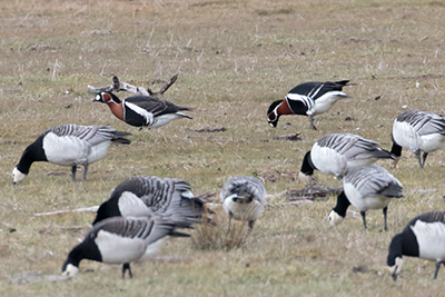 Red-breasted Goose