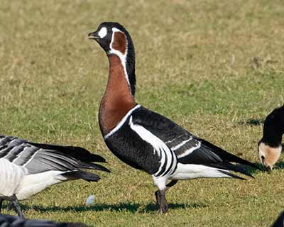 Red-breasted Goose