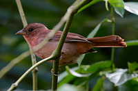 Red-crowned Ant-Tanager