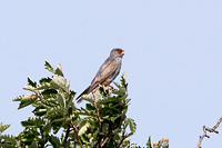 Red-footed Falcon