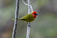 Red-headed Tanager