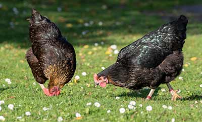 Red Junglefowl (Domestic type)