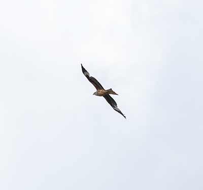 Red Kite