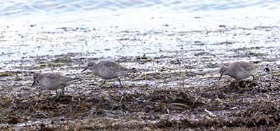 Red Knot