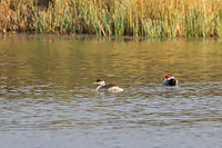 Red-necked Grebe