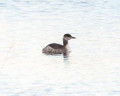 Red-necked Grebe
