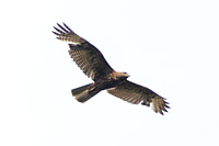 Red-tailed Hawk