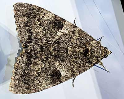 Red Underwing