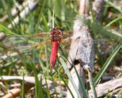 Red-veined Darter