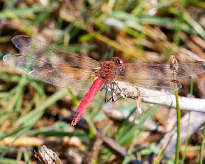 Red-veined Darter