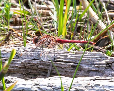 Red-veined Darter