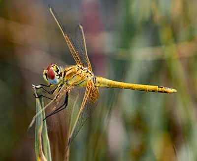 Red-veined Darter