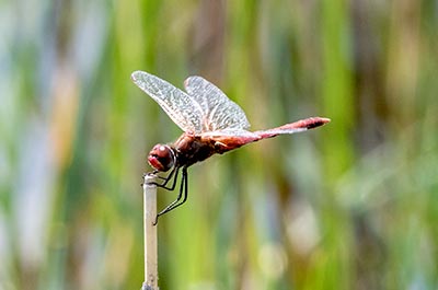 Red-veined Darter