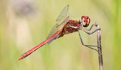 Red-veined Darter