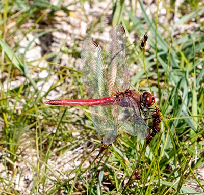 Red-veined Darter