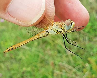 Red-veined Darter