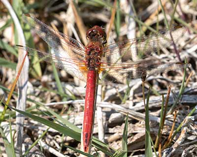 Red-veined Darter