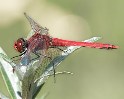Red-veined Darter
