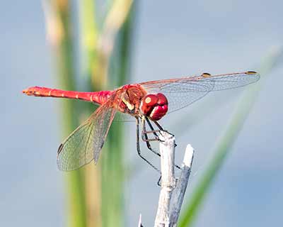 Red-veined Darter