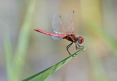 Red-veined Darter