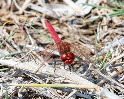 Red-veined Darter