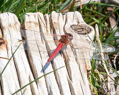 Red-veined Darter