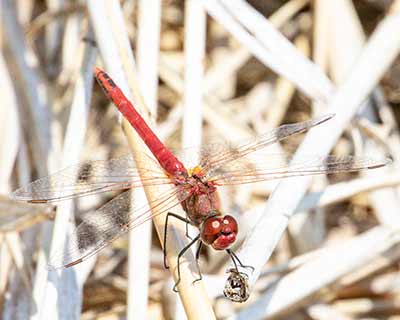 Red-veined Darter