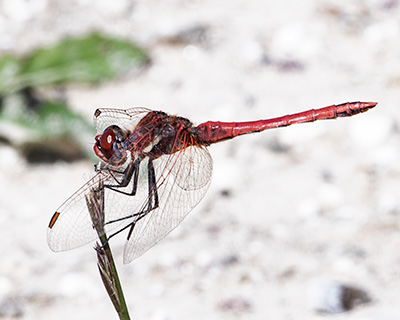 Red-veined Darter