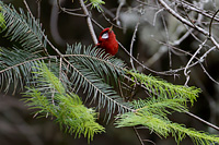 Red Warbler