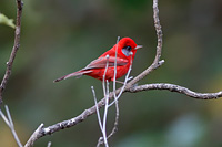 Red Warbler