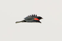 Red-winged Blackbird