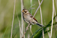 Reed Bunting