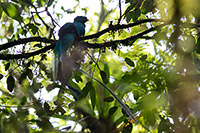 Resplendent Quetzal