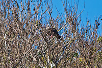 Red-footed Booby