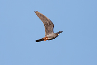 Red-footed Falcon