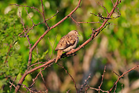 Ruddy Ground Dove