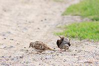 Ruddy Ground Dove