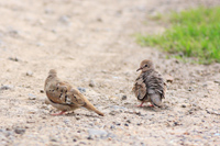 Ruddy Ground Dove