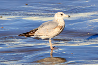 Ring-billed Gull