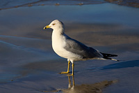 Ring-billed Gull